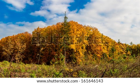 Panorama. Lonely beautiful autumn tree. Autumn Landscape. Panorama