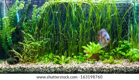 A green beautiful planted tropical freshwater aquarium with colorful tropical fish of the Symphysodon discus spieces