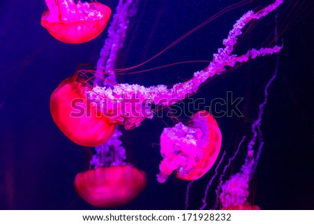 Chrysaora fuscescens is a common free-floating scyphozoa that lives in the Pacific Ocean, and is commonly known as the Pacific Sea Nettle or West Coast Sea Nettle. Jellyfish