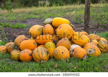 Pumpkins in Patch Waiting to Be Chosen and Taken Home to be Carved, Baked as a Pie