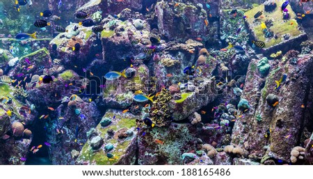 Photo of a tropical fish on a coral reef in Dubai aquarium