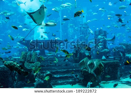 Photo of a tropical fish on a coral reef in Dubai aquarium. Stingray fish