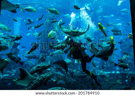DUBAI, UAE - SEPTEMBER 30: Large aquarium in Hotel Atlantis (1,539 spacious guest rooms including 166 suites) on man-made island of Palm Jumeirah at September 30, 2012 in Dubai, United Arab Emirates.
