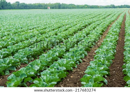 Landscape view of a freshly growing cabbage field.