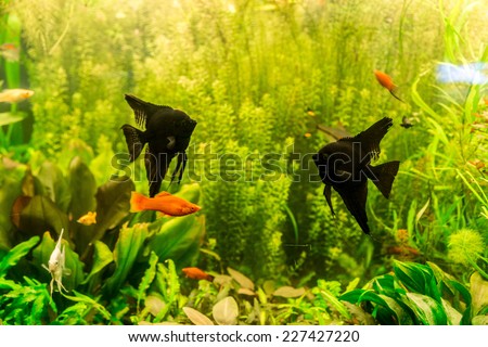A green beautiful planted tropical freshwater aquarium with fish pterophyllum scalare