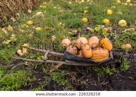 Pumpkins in Patch Waiting to Be Chosen and Taken Home to be Carved, Baked as a Pie