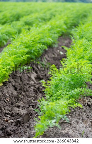 Green rows of carrot plants in an agricultural landscape.