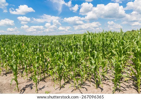 Closeup of a field of corn ready for harvest