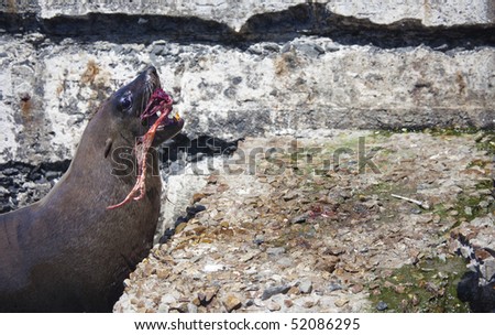 Seal feeding in Cape Town, South Africa