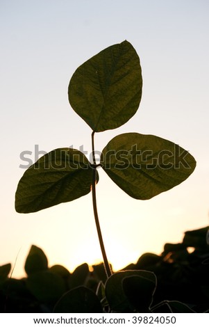 Soybean plant isolated against sky and other plants
