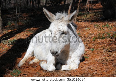 A white donkey lying resting in a barnyard; A donkey lying quietly in a barnyard under some pine trees