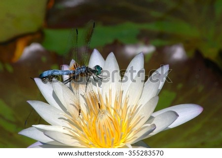 Two Dragonflies resting on a white water lily; A white lotus flower with a two dragonflies perched on it