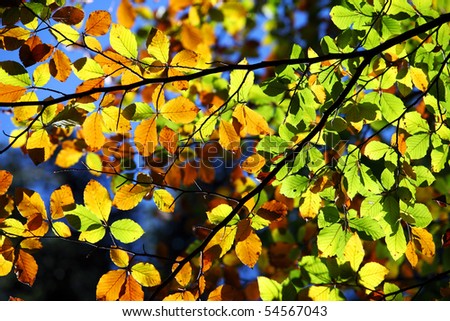 Autumn Leaves Full of Color