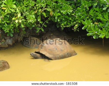 A giant Aldabra tortoise cooling off in the heat of the day