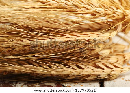Rye (Barley) Ears