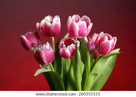 Rose Tulips Bunch