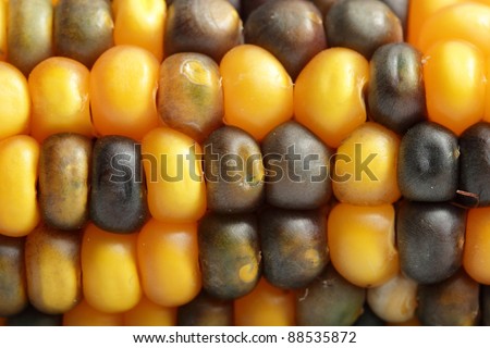 Indian Corn background