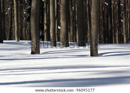 Winter Beech Forest - Light and Shadow
