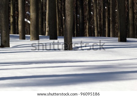 Light and Shadow - Winter Beech Forest