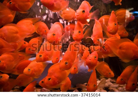 School of Orange Fish