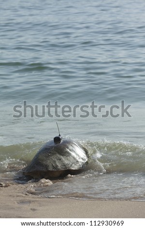 Loggerhead turtle with satellite tranmitter on shell.