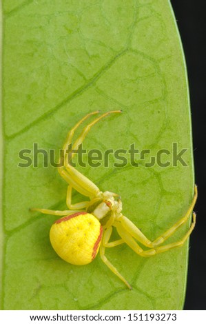 Crab spider on a green leaf on a black background!