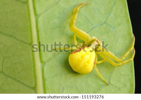 Crab spider on a green leaf on a black background!