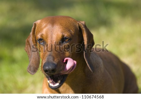 Dachshund dog licks his lips