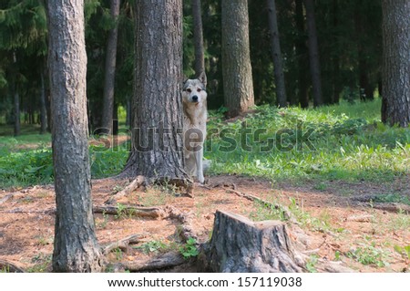 Feral dog hiding behind a tree