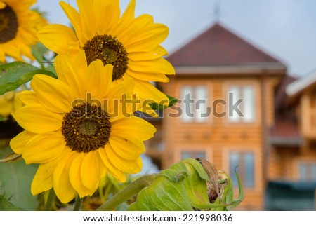 Large yellow sunflowers on a background of a wooden country house