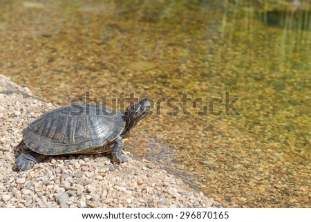 Red-eared slider down in the water. Turtle goes into water