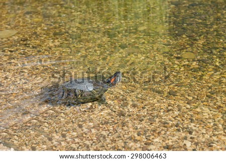 Red-eared slider swimming in the water. Turtle in the water