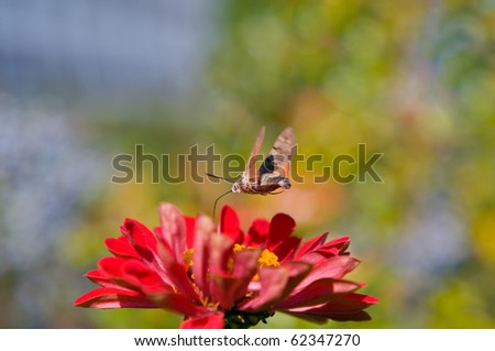 Hummingbird hawk moth over the flower