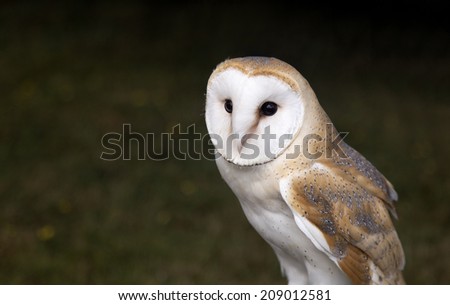 Barn Owl perched and watching