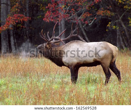 bull elk bugling in cold