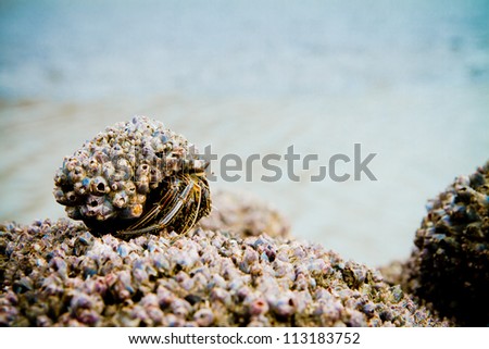 Hermit Crab on a beach covered in shells,  shot at the pacific beaches  of Ecuador, south america