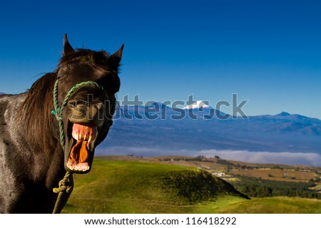 funny horse with a silly expression on it\'s face and mountains