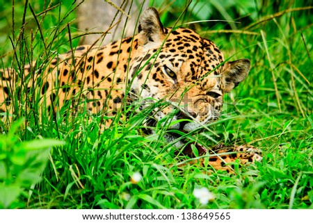Jaguar eating meat