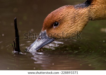 close up of brown duck\'s face drinking water from a pond