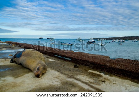 sea lions laying on the dock galapagos islands ecuador