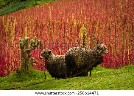 Sheep in a field next to quinoa plantations in Chimborazo, Ecuador, South America
