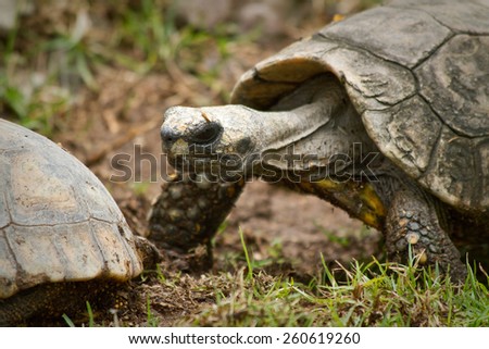 Beautiful Land Turtle in Ecuador, South America