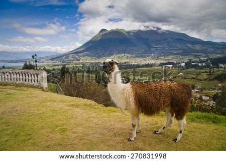 Portrait of cute llama. Imbabura volcano and San Pablo lake in the background, Ecuador