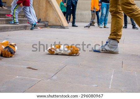 BOGOTA, COLOMBIA - FEBRUARY 25, 2015: Guinea pig street gambling one animal is running towards its flock after it chose colorful upturned plastic bowl and crowd awaits anxiously for new bets at