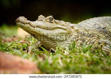 Crocodile between land and water focus on eye