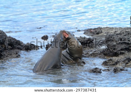 Galapagos sea lion  playing or fighting at the beach in the wild