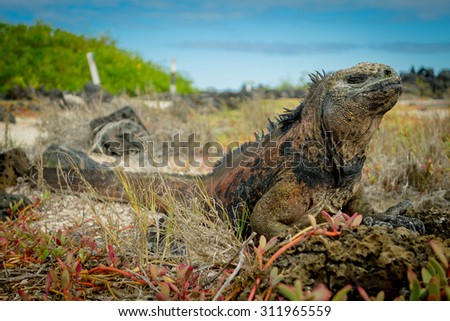 beautiful iguana resting in the beach in santa cruz galapagos islands