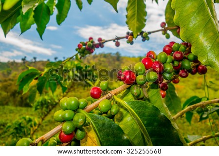 Closeup of coffee fruit in coffee farm and plantations in Manizales, Colombia