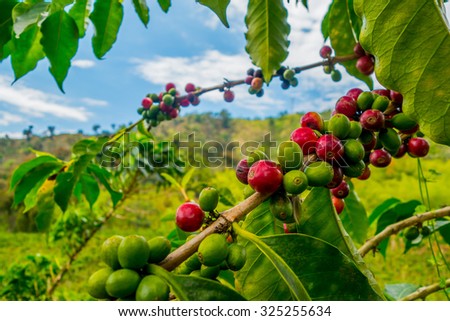 Closeup of coffee fruit in coffee farm and plantations in Manizales, Colombia