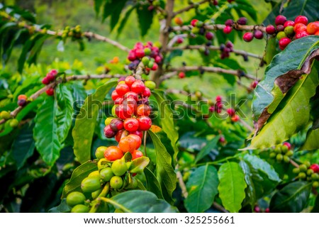 Coffee berries in farm and plantations in Manizales, Colombia